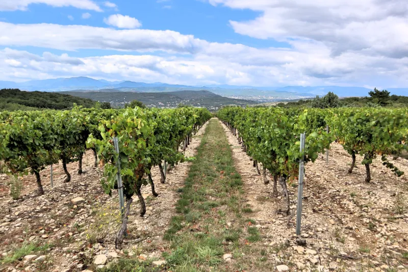 Before the World Discovers Rahovec: A Pilgrimage to Kosovo's Oldest Vines